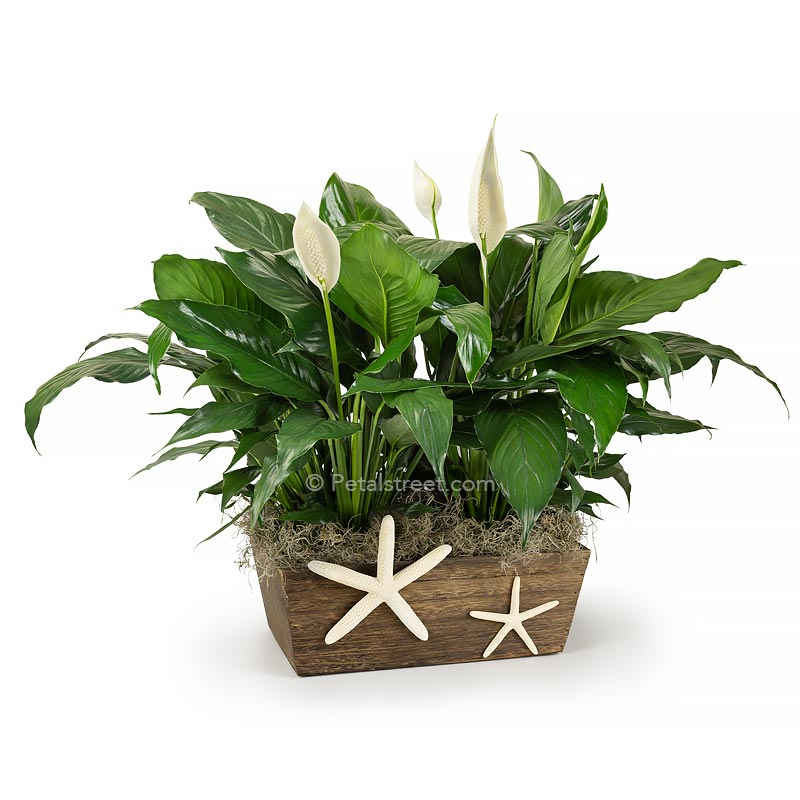 Two Peace lily Spathiphyllum plants with new white flower blooms planted in a wood box with a Starfish  accent on front for a nautical theme