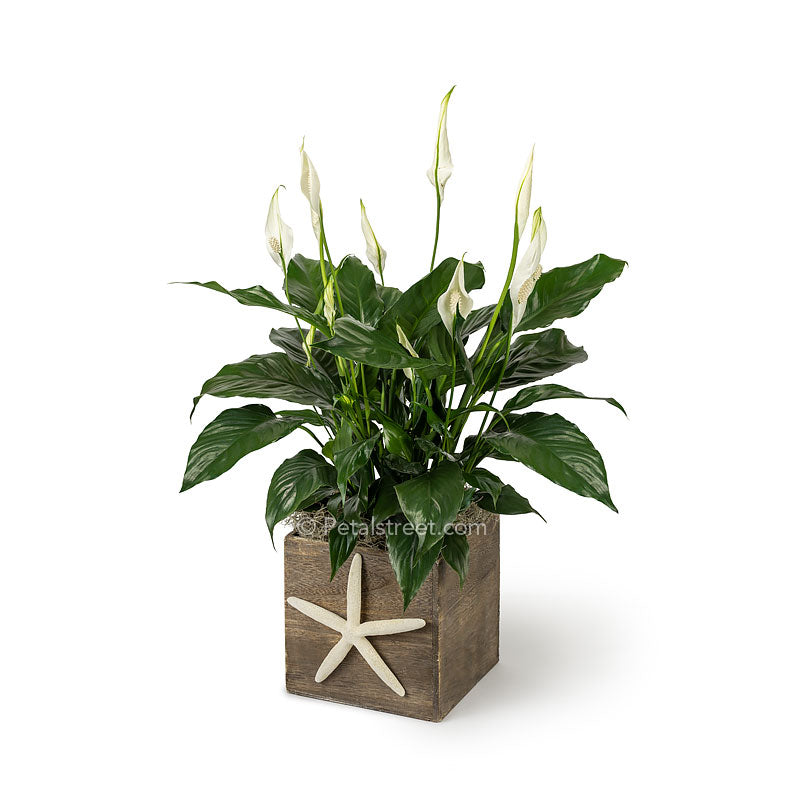 Lush green Peace lily Spathiphyllum plant with new white flower blooms planted in a wood box with a Starfish  accent on front for a nautical theme