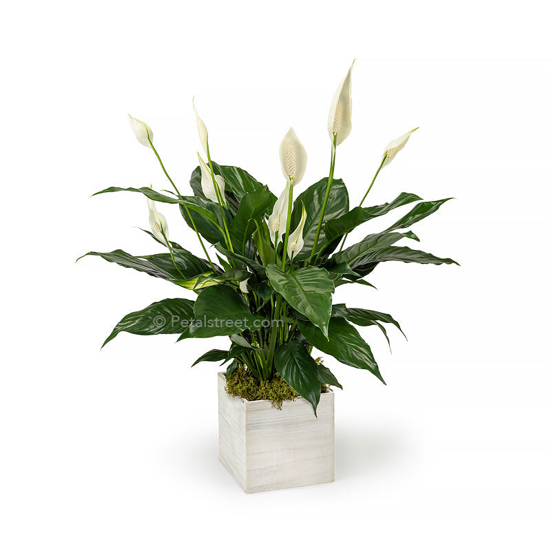 Lush green Peace lily Spathiphyllum plant with new white flower blooms planted in a white washed wood box