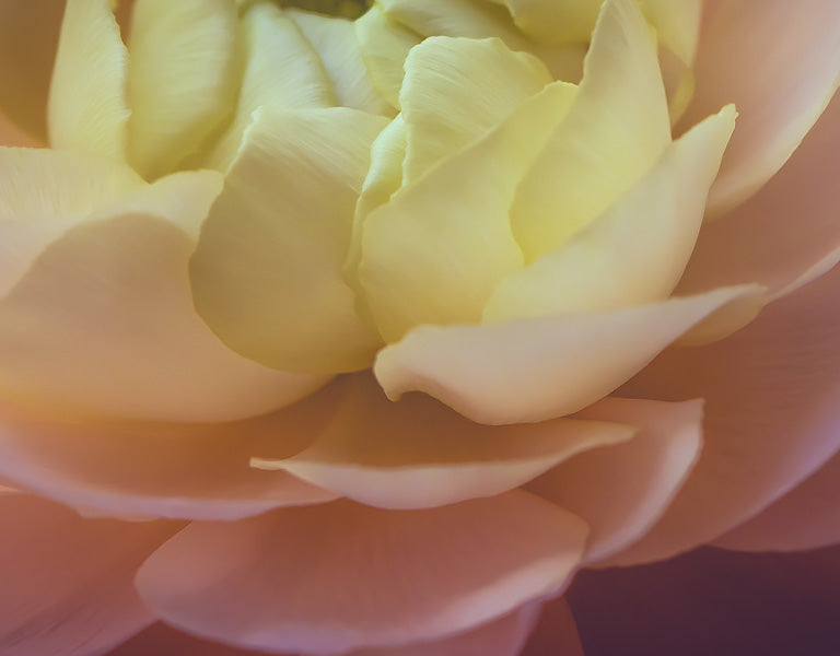 Flower Delivery in Manasquan, NJ