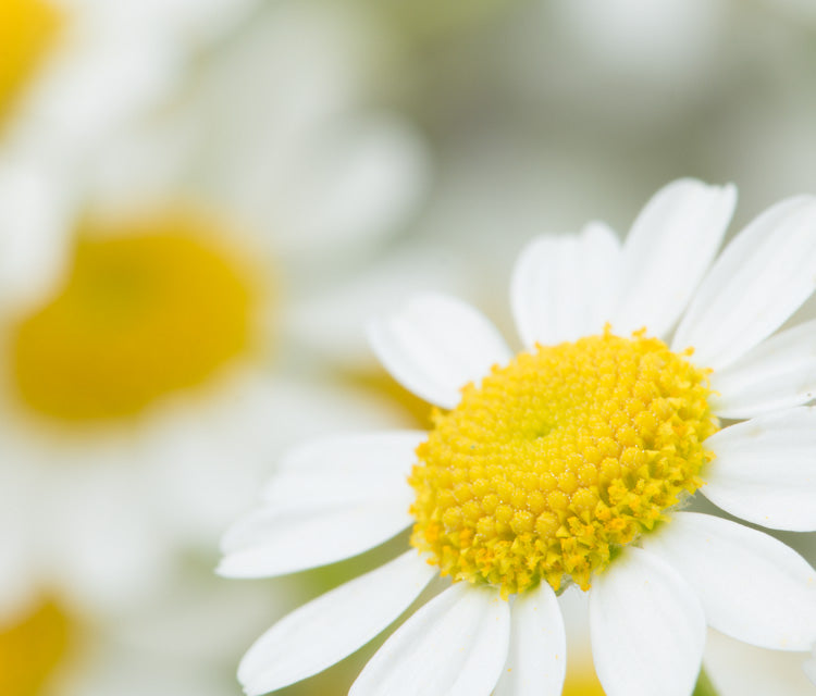 Chamomile bloom used in many of our Spring Flower Arrangements