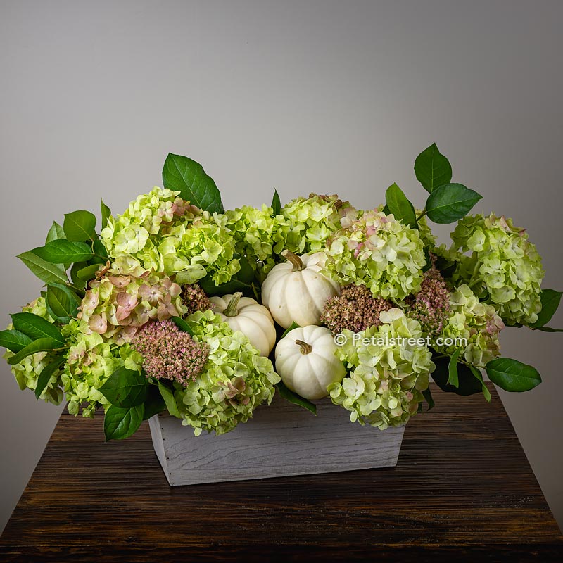 Green Hydrangea, Sedum, and white pumpkin gourds arranged in a white wood box for Fall season by Petal Street Flower Company florist in Point Pleasant NJ