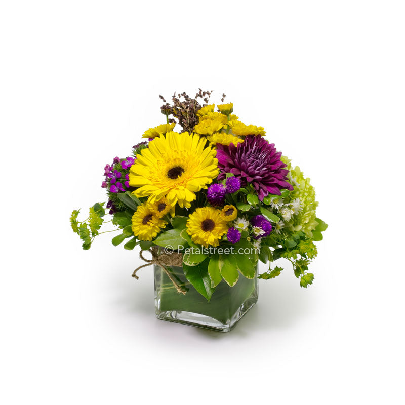 Compact Fall flower arrangement with yellow Gerbera Daisy and burgundy Mums in a cube vase.