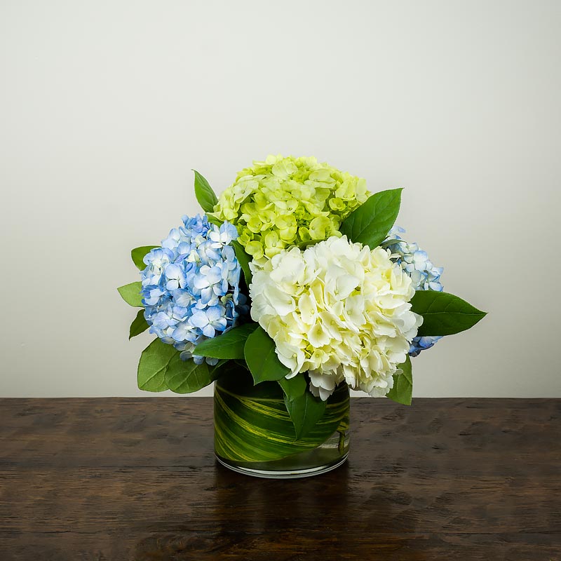 Made by Petal Street Flower Company, a compact and minimal vase arrangement with blue, green and white Hydrangea.