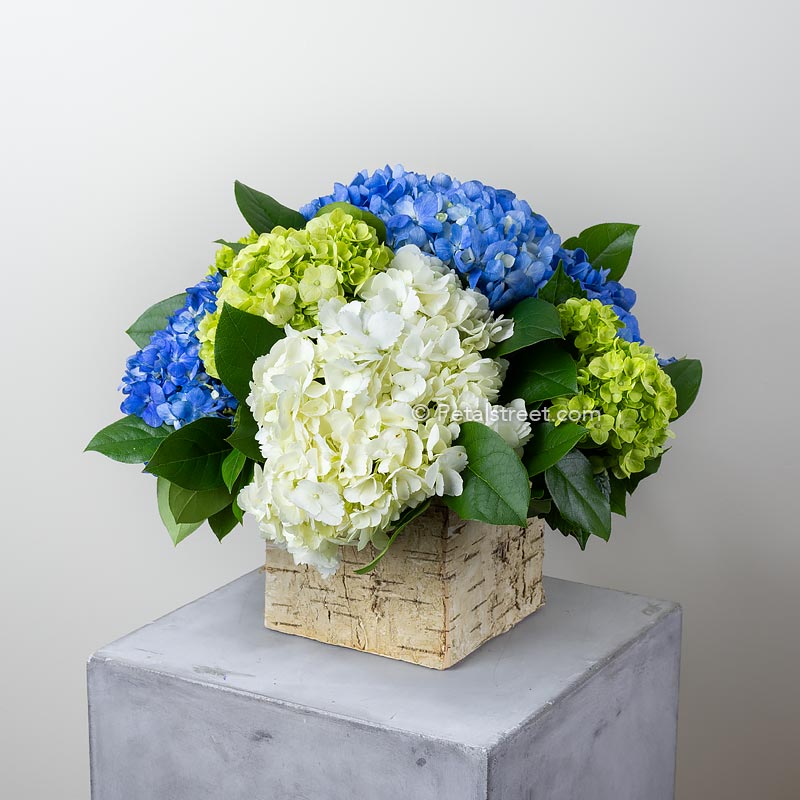 Beautiful and simple flower arrangement of Hydrangea in blue, green, and white colors arranged in a Birch pot madly petal Street Flower Company florist in point pleasant nj