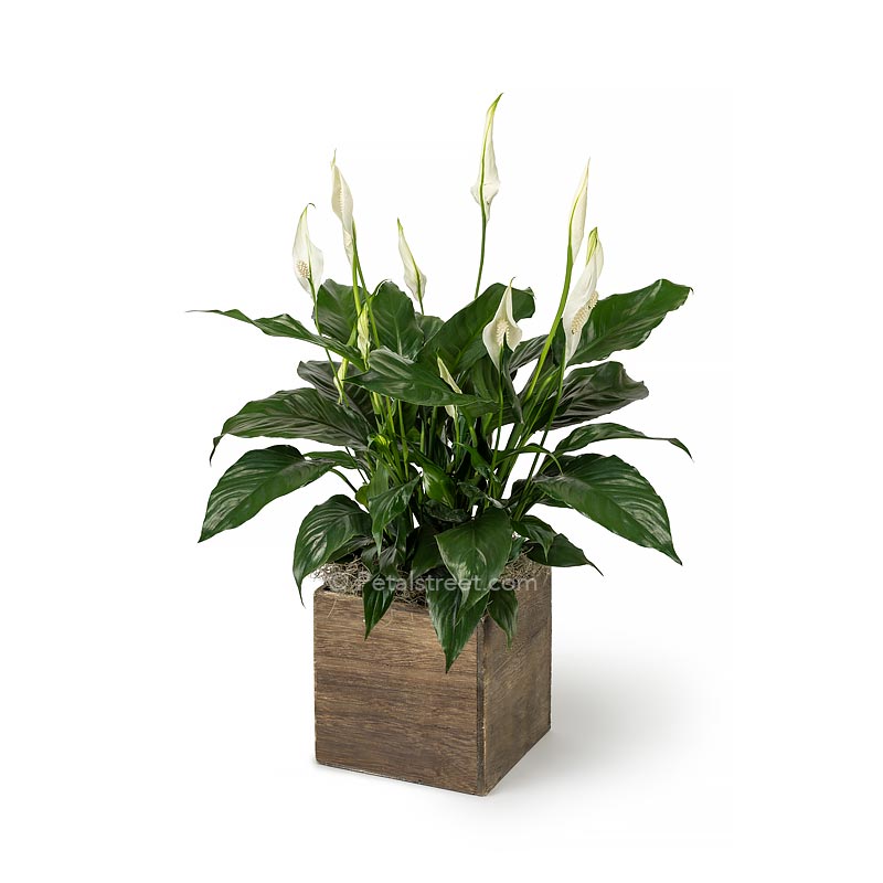 Lush green Peace lily Spathiphyllum plant with new white flower blooms planted in a wood box