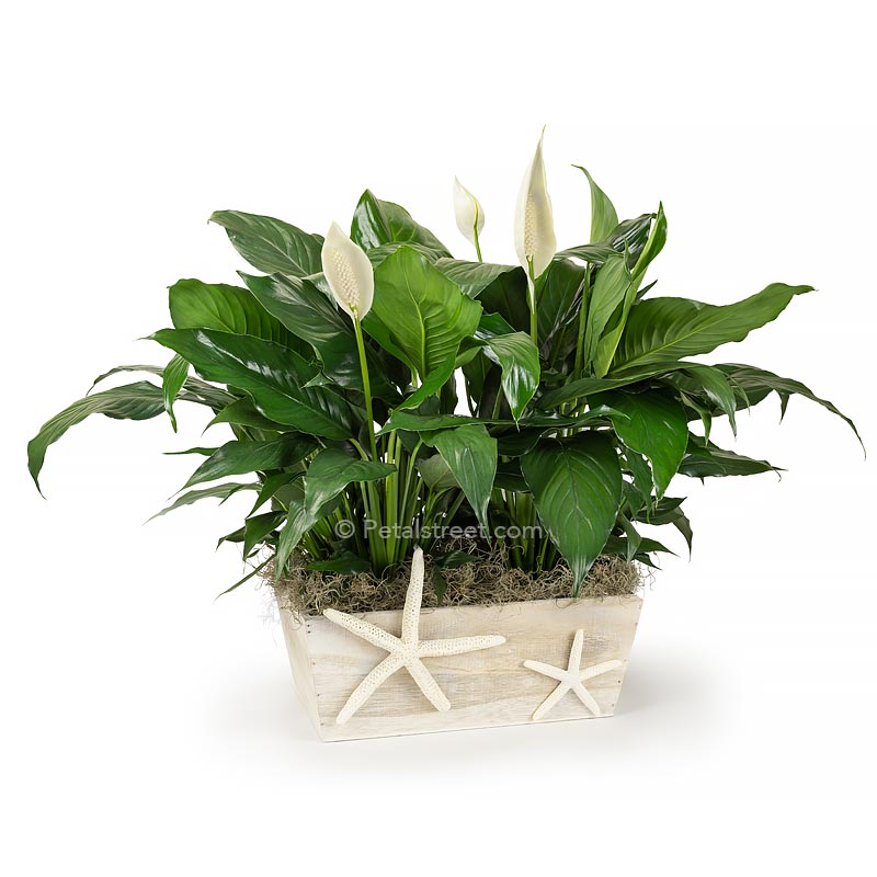 Two Peace lily Spathiphyllum plants with new white flower blooms planted in a white washed wood box with a Starfish  accent on front for a nautical theme