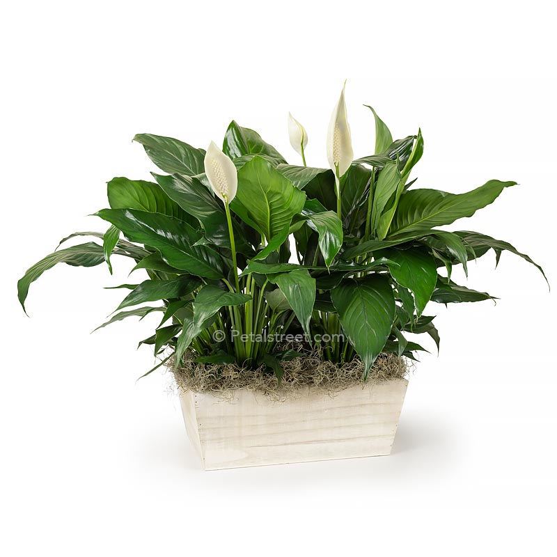 Two Peace lily Spathiphyllum plants with new white flower blooms planted in a white washed wood box