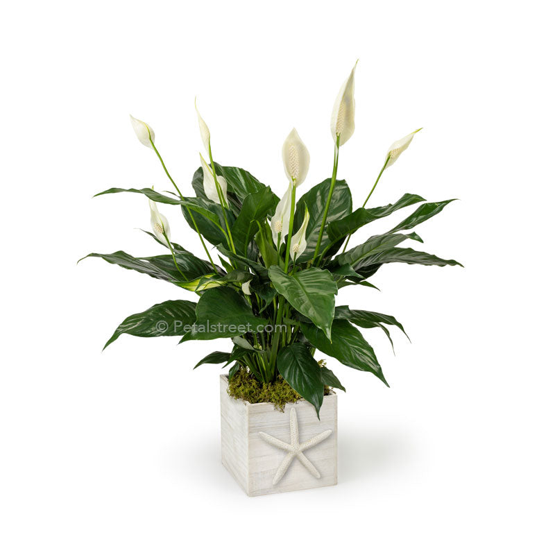 Lush green Peace lily Spathiphyllum plant with new white flower blooms planted in a white washed wood box with a Starfish  accent on front for a nautical theme