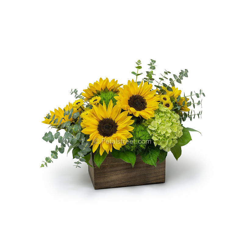 Beautiful Sunflowers arranged in a wood box with Viking Poms, green Hydrangea, Eucalyptus, and foliage accents by petal Street Flower Company florist