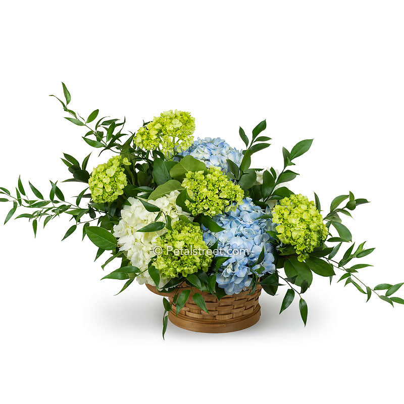 Sympathy flower basket with white, blue, and green Hydrangea with accent foliage.