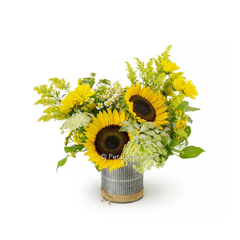 Sunflower arrangement in a stylish zinc tin cylinder with a mix of Pom Daisies, Solidago, Lace Flower, and accent foliage.